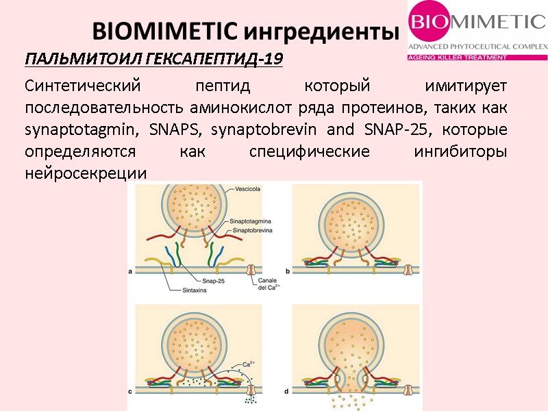 Синтетический пептид который имитирует последовательность аминокислот ряда протеинов, таких как synaptotagmin, SNAPS, synaptobrevin and